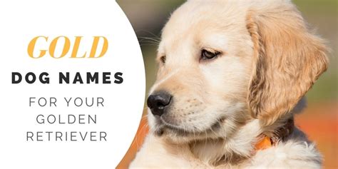 Over 180 Golden Retriever Names for Your Beloved Pup - PetHelpful