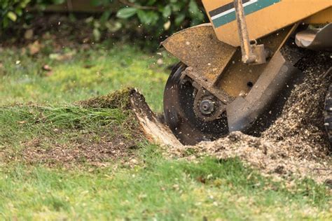 How to Remove a Tree Stump (5 Ways)