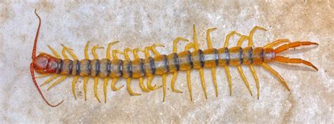 10 Incredible Centipede Facts - A-Z Animals