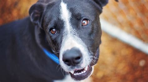 Border Collie Lab Mix: Borador Breed Information | Canine Journal