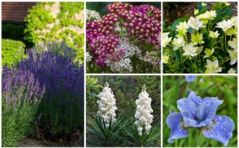 15 Rabbit Resistant Perennials (Photos) - Garden Lovers Club