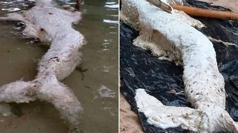 Bizarre ‘mermaid-like’ creature washes ashore, baffles experts ...