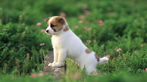 Cute Puppy Wallpapers Free Download