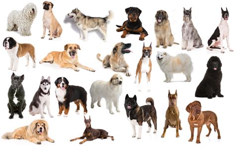 Working Group Dog Breeds Quiz - By palmtree