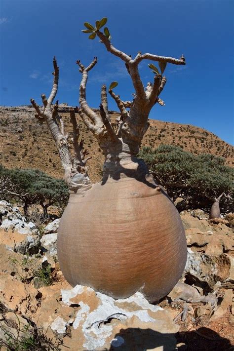 Homhil (Socotra) – Adenium obesum | Weird trees, Unique trees, Socotra