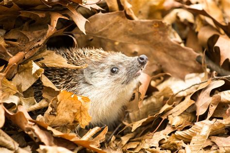 What You Need to Know Before Hedgehog Hibernation Begins - Webbox