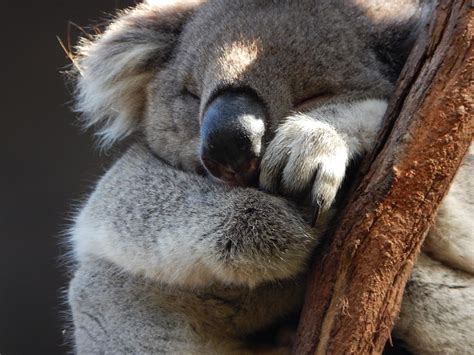 Koala Sleeping Photograph by Thomas Jenkins | Pixels