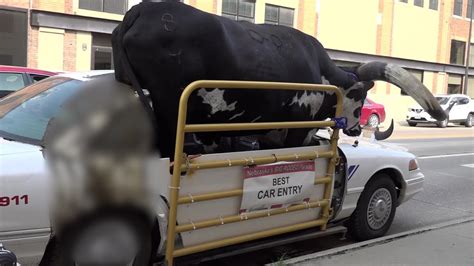 Live bull rides shotgun in car, driver gets pulled over by police in ...