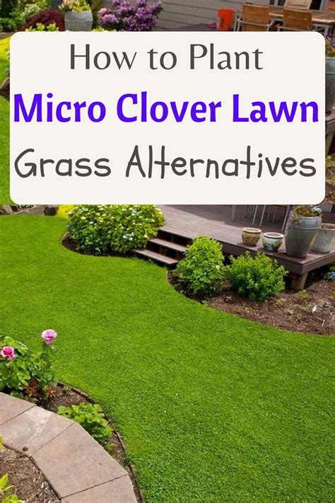 how to plant micro clover lawn Clover Lawn, Backyard Makeover, Backyard ...