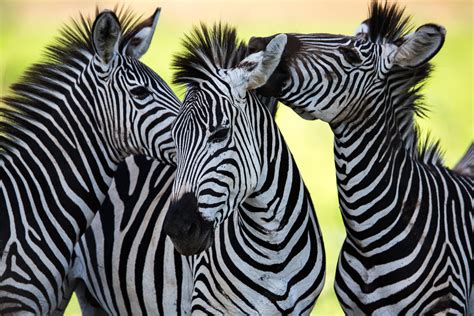 Cooling effect of zebra stripes observed in the wild for the first time