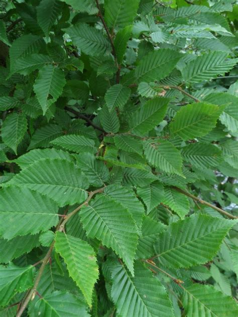 Hornbeam Hedging 100-120cm Bare Root | Mathias Nurseries