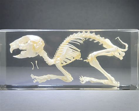 Rabbit Skeleton in Resin, Oryctolagus cuniculus - Insects In Resin