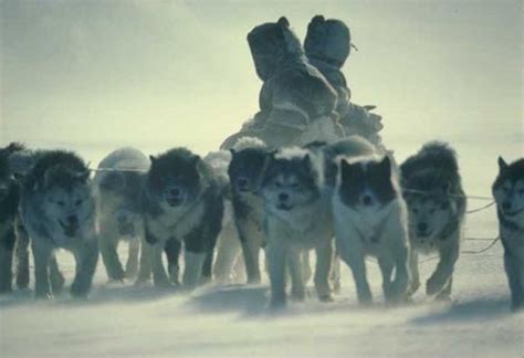 The History of Mushing: The Inuit Sled Dog