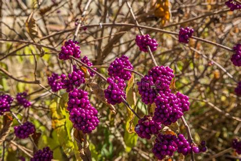 Beautyberry Edible Stock Photos - Free & Royalty-Free Stock Photos from ...