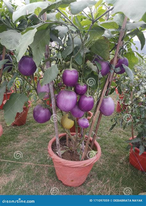 Brinjal Plant is Overloaded in Brinjals Stock Image - Image of pink ...