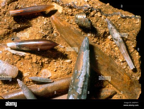 Assorted belemnite fossils. The belemnites are a group of extinct ...