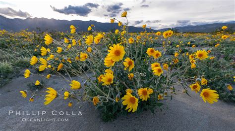 Desert Sunflower Blooming Across Anza Borrego Desert State Park, Anza ...