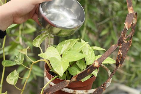 How to Feed Bees Sugar Water: 5 Steps (with Pictures) - wikiHow