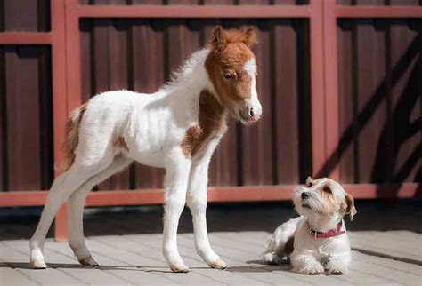 Teacup Miniature Horse - A-Z Animals