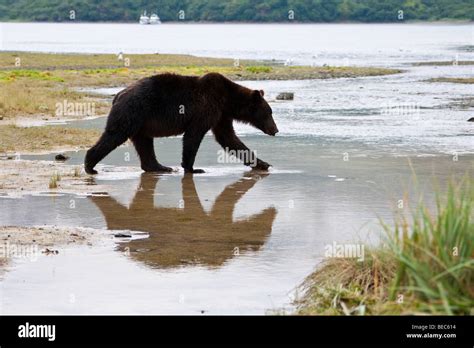 Grizzly bear walking silhouette and water reflection in Geographic Bay ...