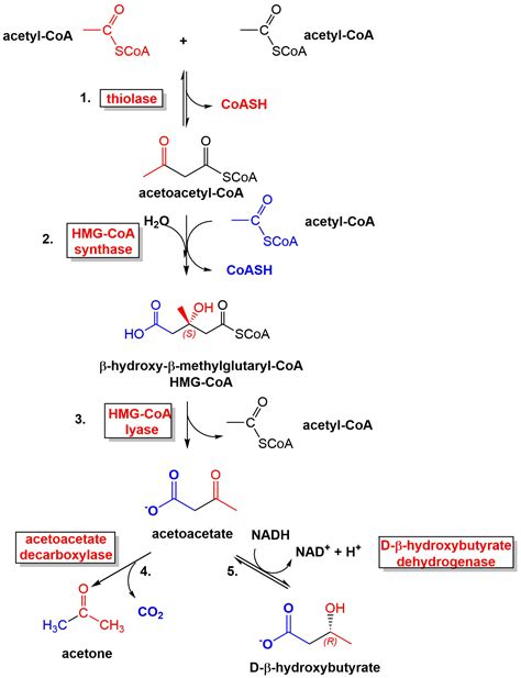 17.3: Ketone Bodies - Biology LibreTexts