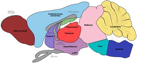 GENSAT Project at Rockefeller University, Mouse Brain Atlas, Image ...