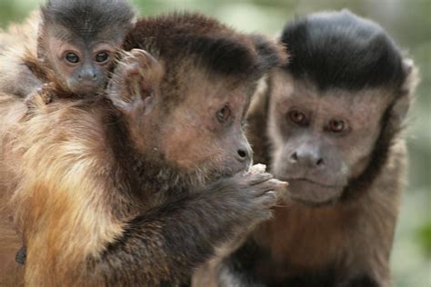 tufted or brown capuchin monkey cebus apella capuchins have a ...1200 x ...