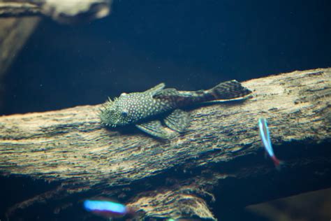 15 Compatible Plecostomus Tank Mates - Build Your Aquarium