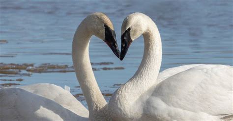 Swan Teeth: Do Swans Have Teeth? - A-Z Animals