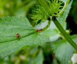 How to kill red ants: 10 methods for your home and garden