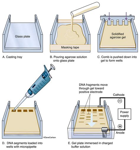 Electrophoresis Set-up | Carlson Stock Art