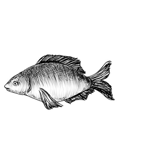 Line Drawing Carp, Line Drawing, Sketch, Small Fish PNG Transparent ...