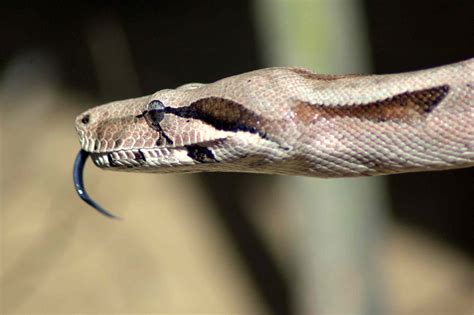 8 Striking Facts About Boa Constrictors