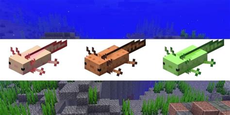 All Axolotl Colors in Minecraft - Pro Game Guides - CMC distribution ...