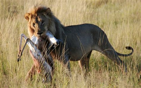 African lions, lion habitat, lion cubs