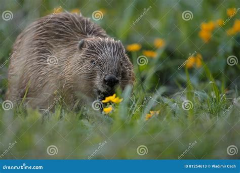 Wild European Beaver in the Beautiful Nature Habitat in Czech Republic ...