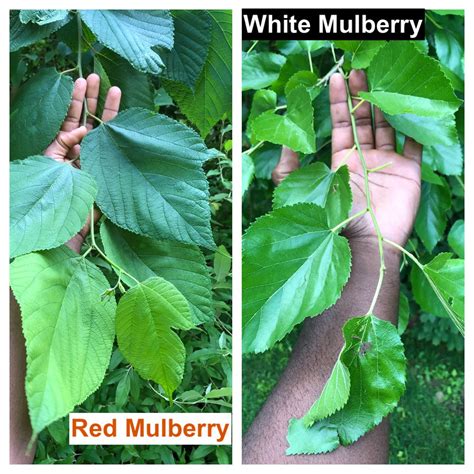 Save Native Red Mulberries — Indigenous Landscapes