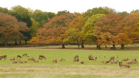 Richmond Park - LondonNet