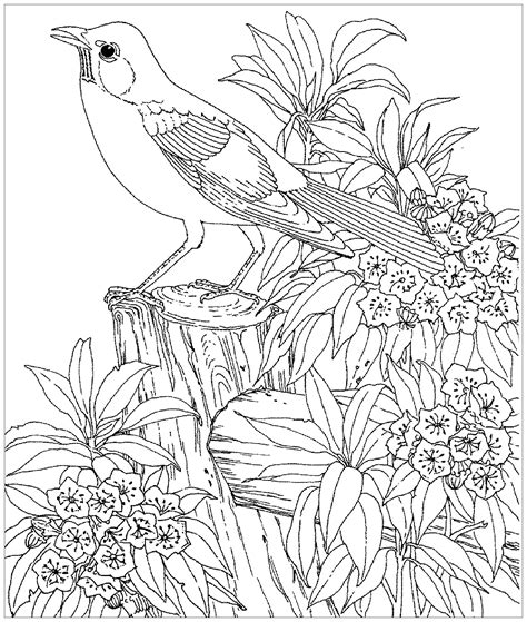 43 best ideas for coloring | Bird Coloring Pages Printable