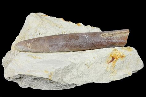 2.9" Belemnite Fossil In Rock - Jedrzejow, Poland (#134367) For Sale ...