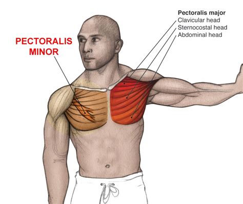 Pectoralis Major Stretch Anatomia Muscular Anatomia Yoga Anatomia | The ...