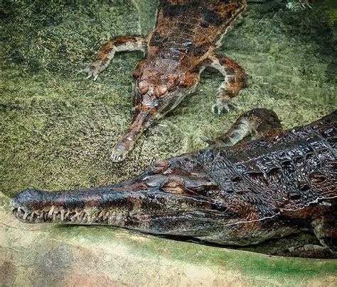 Tomistoma | Crocodiles Of The World