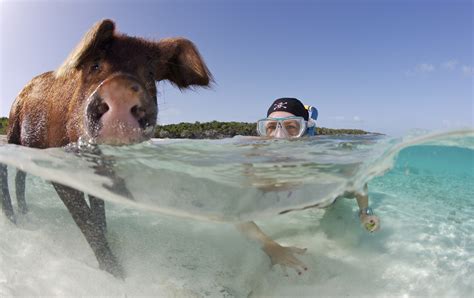 Captivating Facts About the Caribbean - Truly Belong