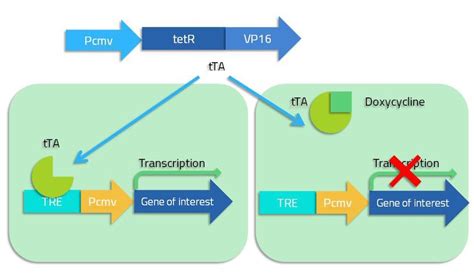 Tet-on/Tet-off system - Labster