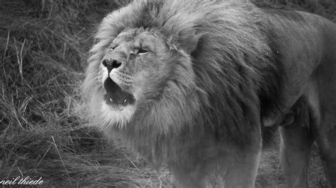 lion = a powerful Majestic lion Roar. | yorkshire wildlife p… | Flickr