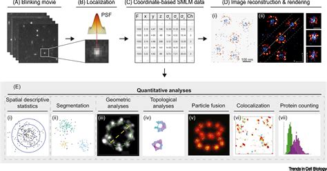 Quantitative Data Analysis in Single-Molecule Localization Microscopy ...