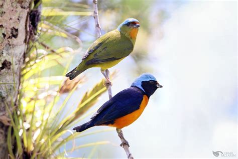 The elegant or blue-hooded euphonia (Euphonia elegantissima) is a ...