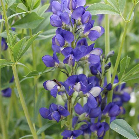 Blue False Indigo - Baptisia Australis Flower Seeds