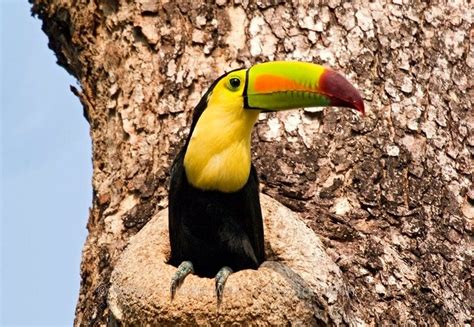 Keel-billed toucan in cavity nest | Keel billed toucan, Toucans, Birds