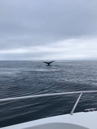 Avila Beach Whale Watching - 2020 All You Need to Know BEFORE You Go ...